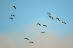 Barnacle Geese