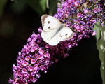 Large White on buddleia flower, Oxfordshire, UK