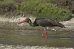 Black Stork  1904-14190