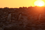 Gentoo Penguins return at sunset, Sea Lion Island, Falklands