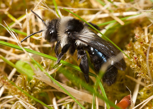 A female, showing characteristic bluish iridescence on abdomen.