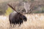 Bull Moose128-8821