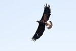 Juvenile Golden Eagle
