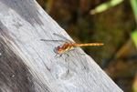 Common Darter