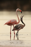 American Flamingo, adult & juvenile interaction, Floreana, Galapagos