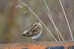 Common Snipe