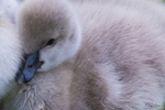 Cygnets 12