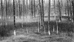 USA - 2005 - Yellowstone NP & the Tetons portfolio
