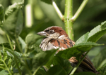 House Sparrow
