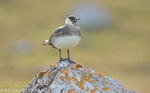 Long tailed skua.