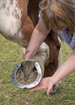 Rachel's Horses 2