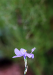 Floral-4