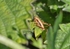 Roesel’s Bush-cricket