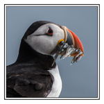 Puffin with Sand eels
