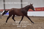 BPP_2287