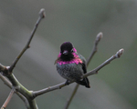 Anna's Hummingbird male