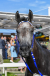 250823-Race 7-Silver Sword-1321