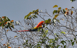 Scarlet Macaw