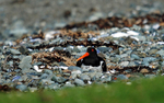 Oystercatcher