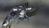 Puffin in flight. Lunga, Treshnish Isles, Inner Hebrides, Scotland.