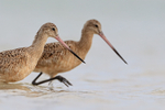 Marbled Godwit portfolio