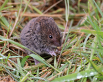 Field Vole eating grass at the British Wildlife Centre