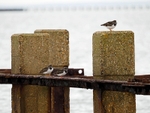 Turnstones