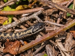 Adder