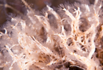 Salmacina dysteri or Filograna implexa