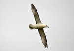 Fulmar