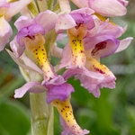 Hybrid Orchis - Orchis x colemanii ( Orchis mascula x O. pauciflora)