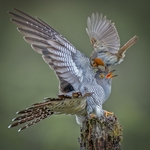 1st Print Cuckoo Robin Battle 2  Charlie Kidd