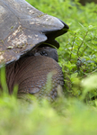 Galápagos giant tortoise 1