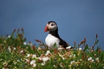 Puffin