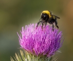 6. Bee on Thistle