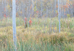 Wetland Dawn--September