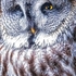 BBO-08-Great Grey Owl