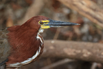 Rufescent Tiger-heron portfolio
