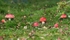 Fly Agaric
