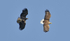 Sea Eagle