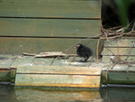 Baby Bird