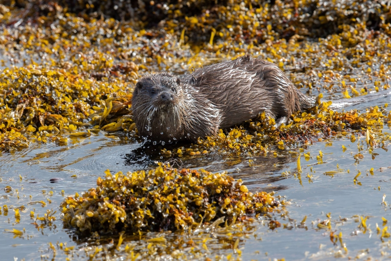 Eurasian Otter - Isle of Mull - Scotland