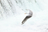 Short-billed Gull in flight, Brooks Falls, Alaska