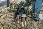 Loughrigg-5