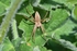 Nursery Web Spider