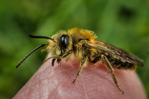 [i]Andrena haemorrhoa[/i] male. Staffordshire, April 2015.