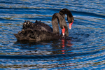 Black Swans and cygnets portfolio