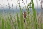 Paddyfield Warbler