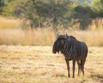 Africa-154