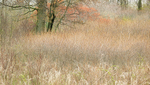 SPRING WOODLAND #2 - RONDEAU PROVINCIAL PARK